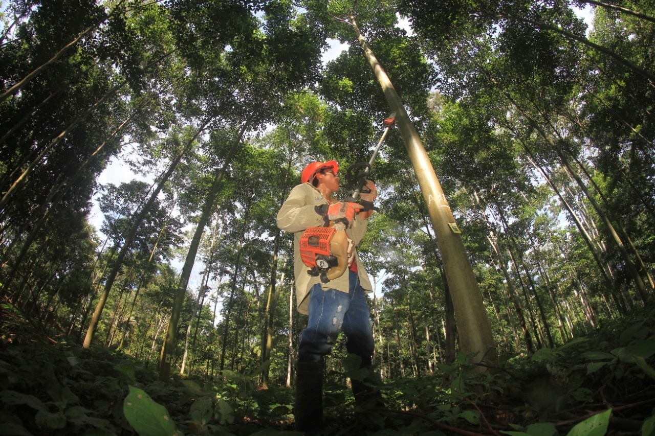 campaña programa financiamiento directo plantaciones