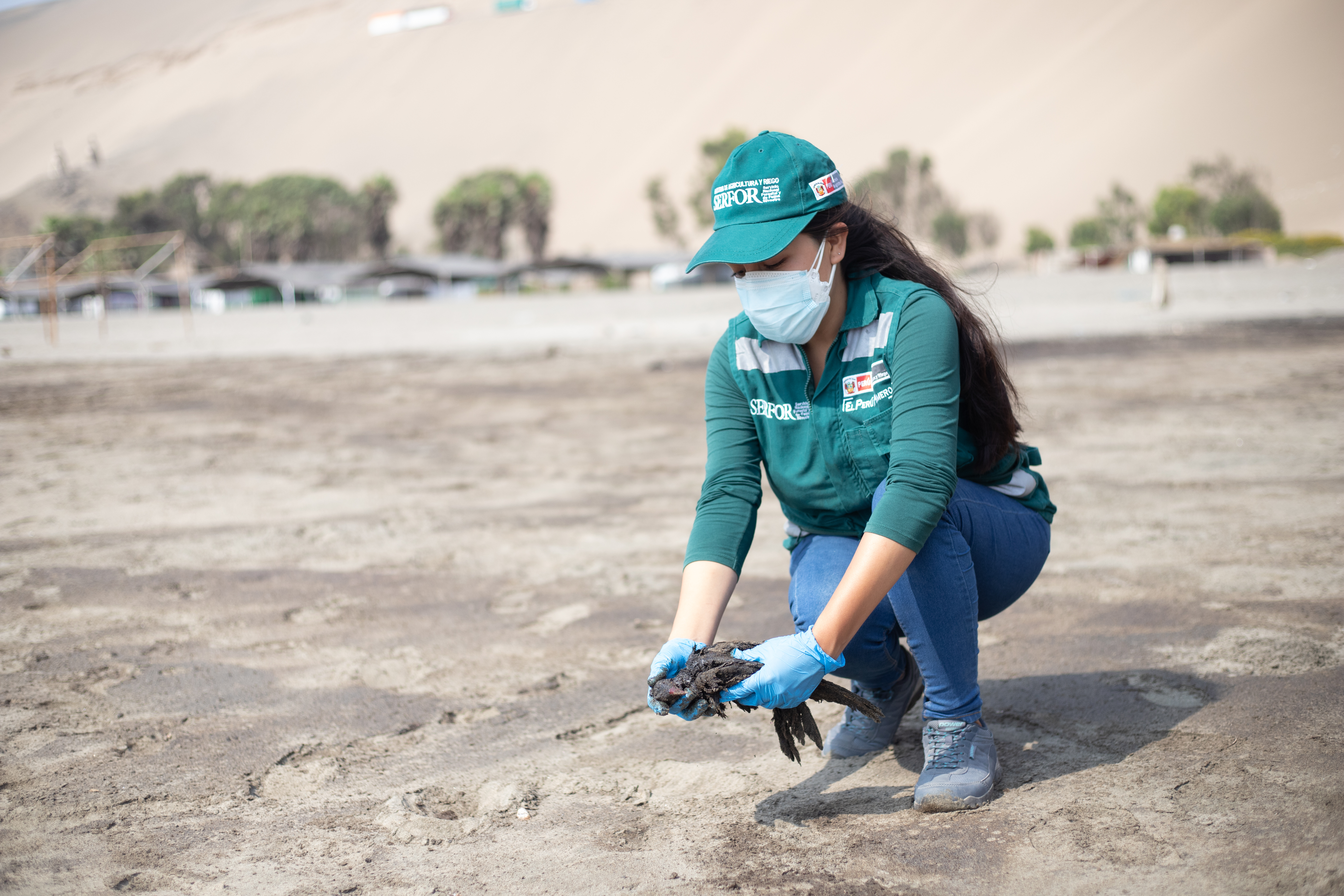 Recuperación de la fauna silvestre marino costera