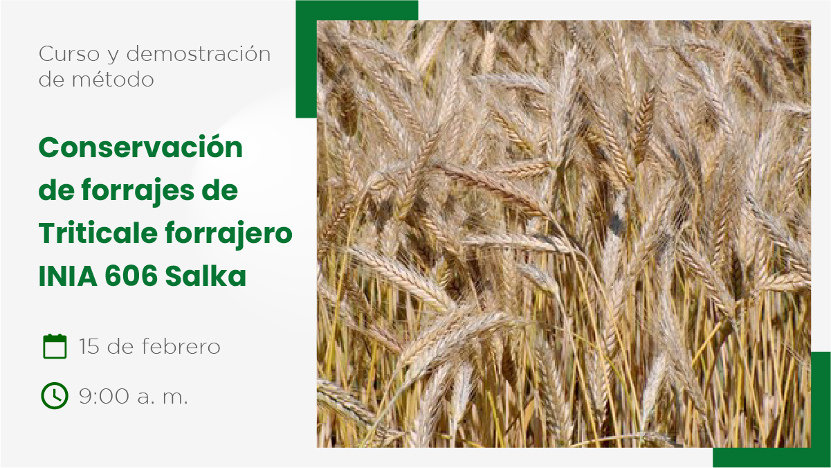 Conservación de forrajes de Triticale forrajero