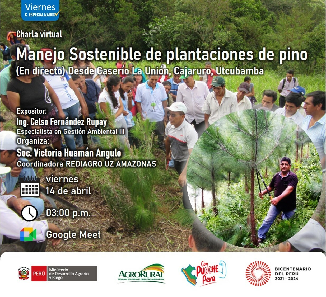 Manejo Sostenible de plantaciones de pino