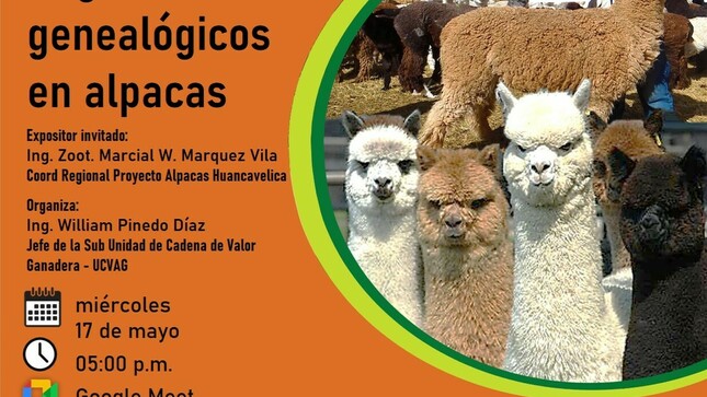 Registros genealógicos en alpacas