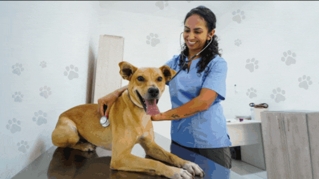 Campaña Veterinaria Gratuita