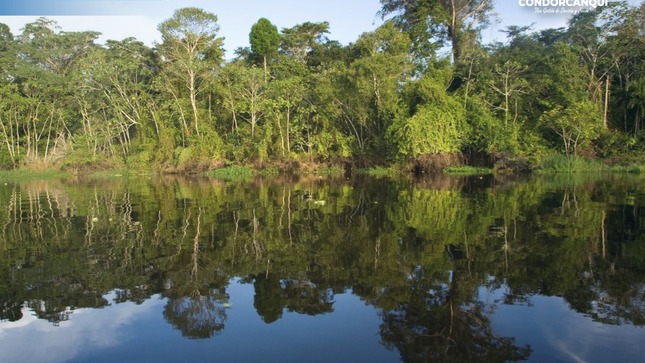 Día Internacional de los Bosques Tropicales