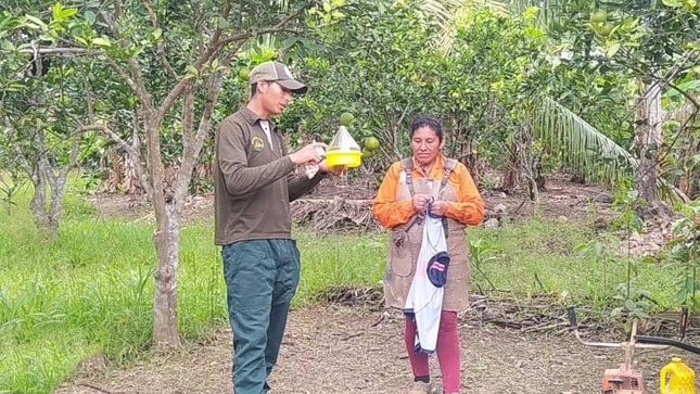 Instalación de trampas McPHAIL para bajar la prevalencia de la Mosca de la Fruta