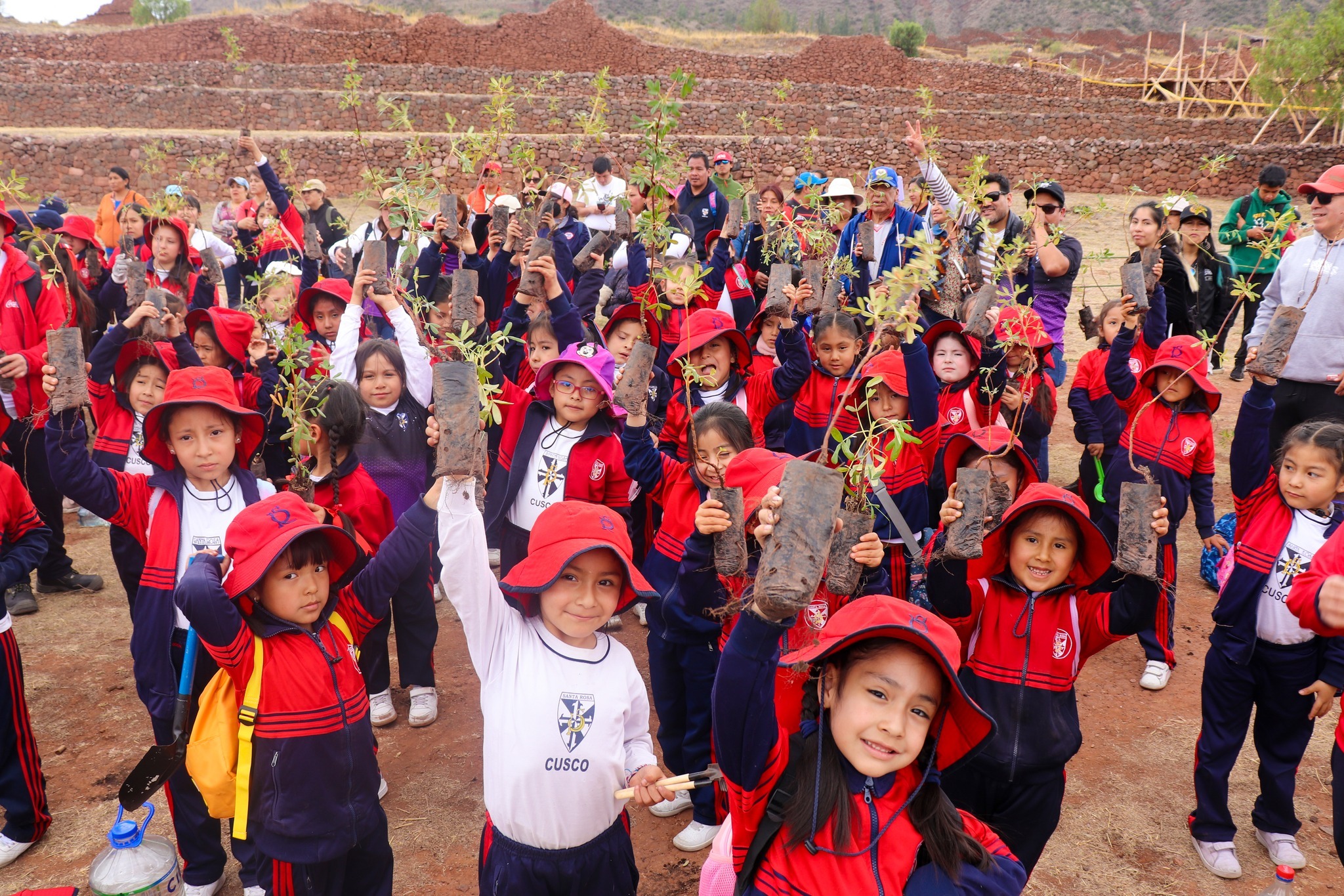 Mil especies de Queuña y Chachacomo fueron plantadas en Pikillaqta