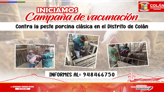 INICIO DE CAMPAÑA VACUNACIÓN PORCINA