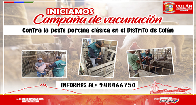 INICIAMOS CAMPAÑA DE VACUNACIÓN PORCINA