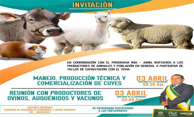 🔰 Capacitación sobre la crianza tecnificada de cuyes, ovinos, auquénidos y ovinos.
🟡🟢 En un esfuerzo por promover el desarrollo sostenible y la diversificación de la producción agrícola en el distrito de Chacayán, nuestro alcalde Rudi Fuster preocupado en nuestros productores hará posible las capacitaciones especializadas en la crianza tecnificada de cuyes para los productores del lugar.
La capacitación, organizada entre nuestra Municipalidad de Chacayán y en colaboración con el Instituto Nacional de Innovación Agraria Santa Ana – Junin, tiene como objetivo brindar a los productores de cuyes, ovinos, auquénidos y ovinos de Chacayán las herramientas y conocimientos necesarios para implementar prácticas de crianza eficientes y rentables, se brindará 4 capacitaciones siendo la primera este próximo miércoles 3 de abril. Así mismo, se entregarán certificados a los participantes.
Durante la capacitación, los participantes aprenderán sobre las mejores prácticas en la alimentación, manejo sanitario, reproducción y comercialización. Además, se abordarán temas relacionados con la infraestructura adecuada para la crianza, el control de enfermedades y la optimización de la producción.