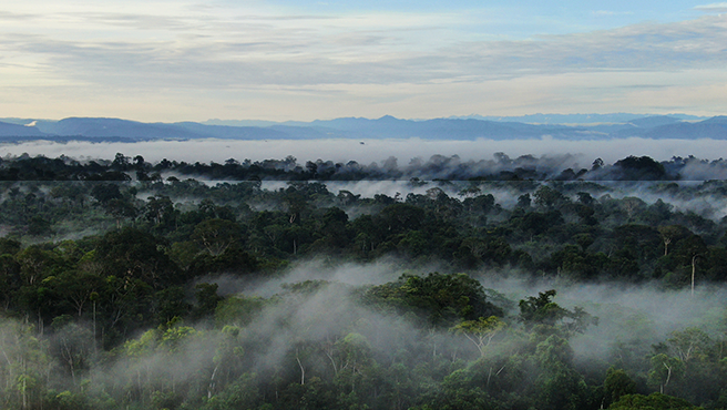 El Bosque en nuestras manos