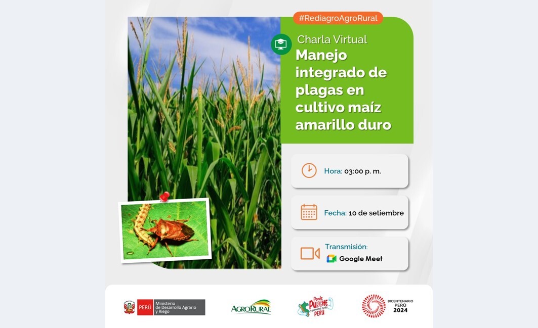 Manejo integrado de plagas en cultivo maíz amarillo duro