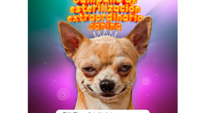 campaña extraordinaria de esterilización para perros