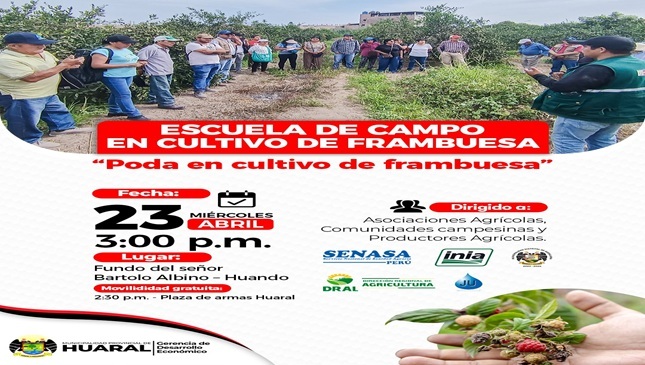 Poda en cultivo de frambuesa