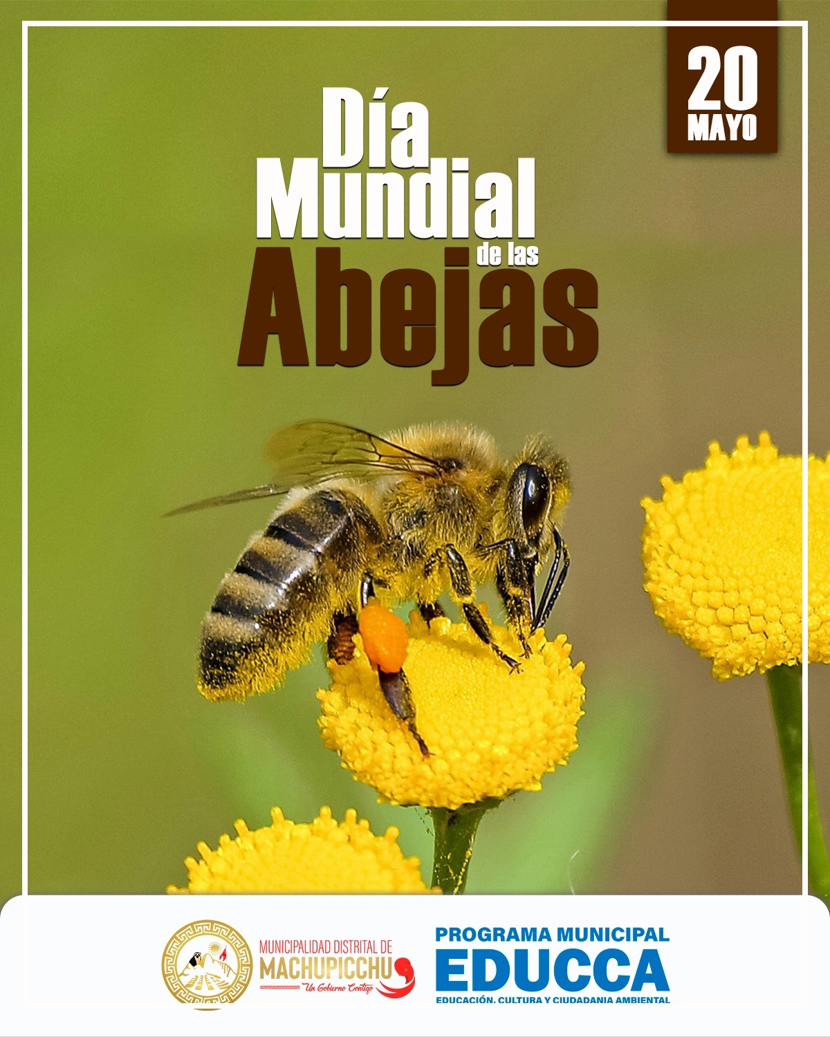 🐝Hoy es el Día Mundial de las Abejas 🐝