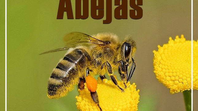 🐝Hoy es el Día Mundial de las Abejas 🐝