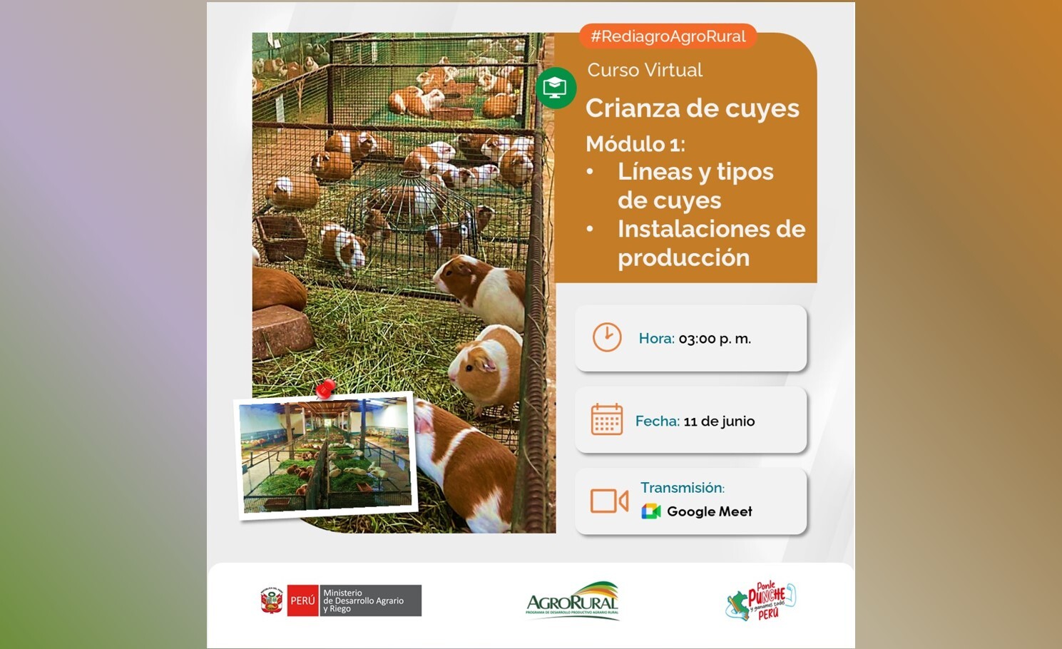 Curso de Crianza de cuyes Módulo 1 Lineas de cuyes e instalaciones