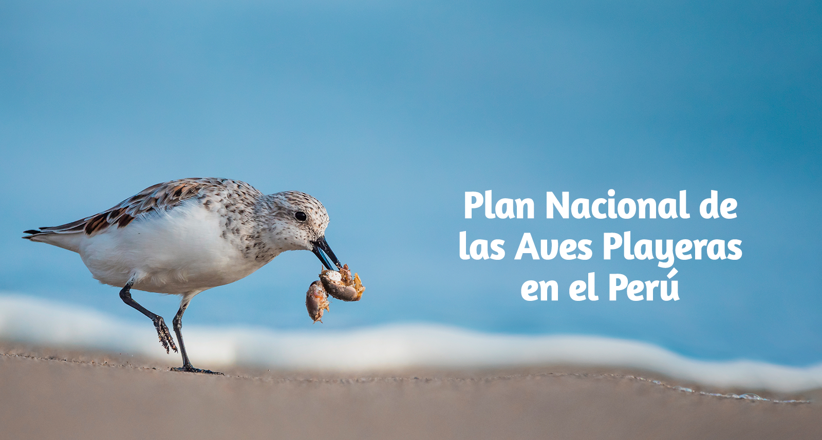 Plan Nacional de Conservación de las aves playeras del Perú