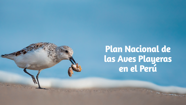 Plan Nacional de Conservación de las aves playeras del Perú