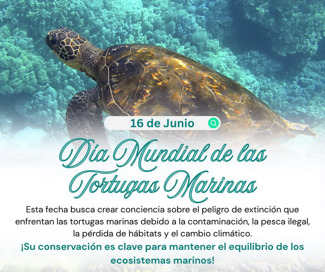 Dia Mundial de la Tortugas Marinas.