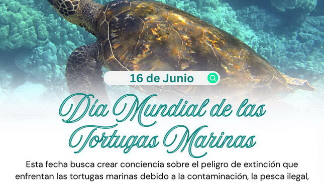 ¡Salvemos a las tortugas marinas!