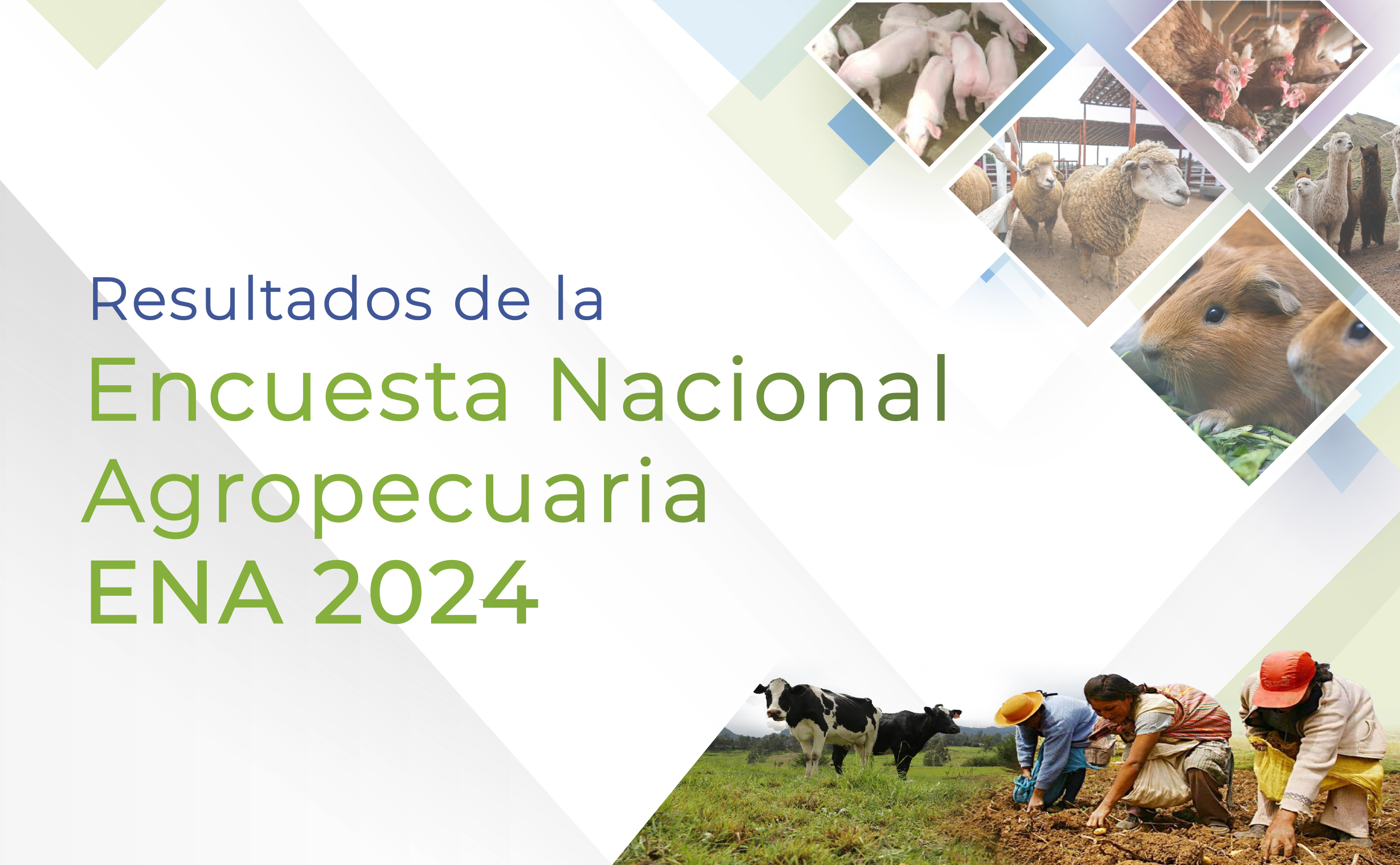 Resultados de la Encuesta Nacional Agropecuaria - ENA 2024