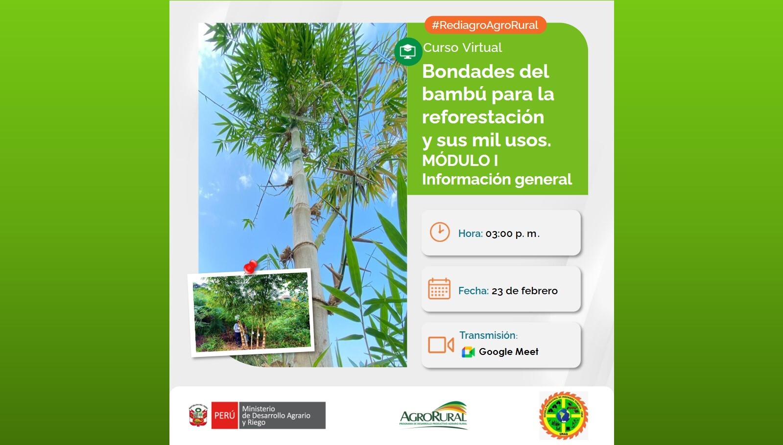 Bondades del bambú para la reforestación y sus mil usos.MÓDULO I