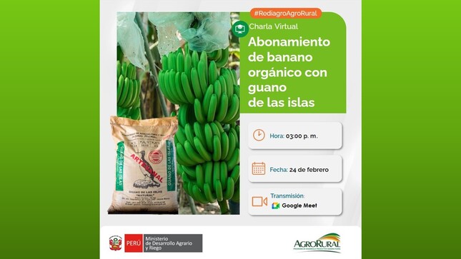 Abonamiento con guano de las islas en banano organico
