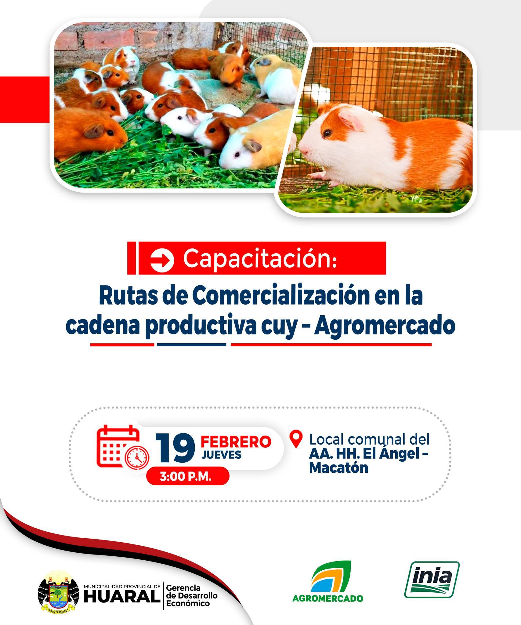 🐹 ¡Fortalece tu negocio de crianza de cuyes en Huaral!