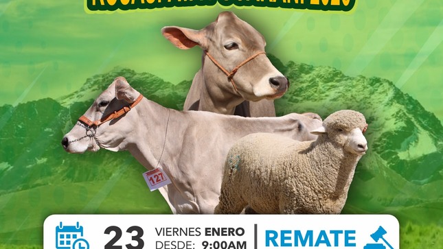 #granrematedeganado #SantaRosaMelgar
🐄🦙𝐕𝐈𝐄𝐑𝐍𝐄𝐒 𝟐𝟳 𝐃𝐄 𝐅𝐄𝐁𝐑𝐄𝐑𝐎, 𝐈𝐈𝐈 𝐑𝐄𝐌𝐀𝐓𝐄 𝐃𝐄 𝐆𝐀𝐍𝐀𝐃𝐎 𝐏𝐀𝐑𝐀 𝐂𝐀𝐌𝐀𝐋 𝐘 𝐑𝐄𝐏𝐑𝐎𝐃𝐔𝐂𝐂𝐈𝐎𝐍 𝐂𝐂𝐎𝐋𝐋𝐎 𝐂𝐂𝐎𝐋𝐋𝐎 𝟐𝟎𝟐𝟲.
El comité organizador invita: a los productores de ganado vacuno, ovino y camélidos sudamericanos de: Cerro Grande, Chosecani, Rosaspata, Parina, Huanuhuanu, Cayarani y vecinos aledaños, al gran remate de ganado en sus tres especies.
Asimismo a los compradores de la región Puno, Cusco y Arequipa, a participar del evento ganadero más importante del sector Ccollo Ccollo del distrito de Santa Rosa-Melgar-Puno.
Ha desarrollarse:
📆Viernes 27 de febrero del 2025
🕑Hora: 10:00a.m.
🌏Campo Ferial: Andrés García Nuñez.
Hay te esperamos...❗
