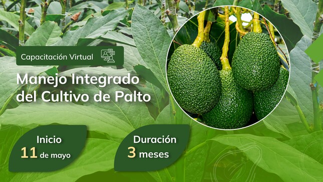 “Manejo Integrado del Cultivo de Palto”