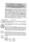 Vista preliminar de documento 2013