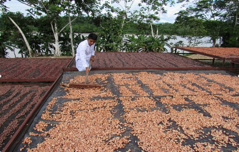 Proyecto: “Validación de la fermentación controlada del cacao mediante un sistema de monitoreo y control electrónico con redes de sensores para mejorar la calidad organoléptica del grano en la Cooperativa Agraria Allima Cacao”.