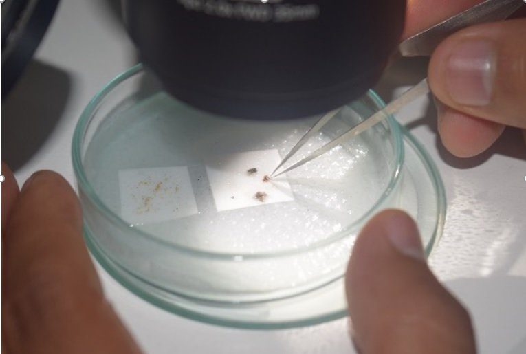 Proyecto: “Identificación y validación de especies de hongos nativos eficientes como bioprotectores y biofertilizantes en los cultivos de café y sacha inchi en la región San Martin”.