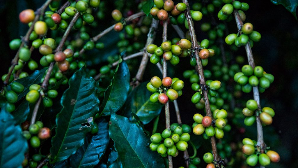 Proyecto: “Aplicación de nuevos métodos de manejo integrado de control de la broca del café con uso de nuevas cepas nativas de Beauveria bassiana para el rescate de cafés especiales en la provincia de Rodríguez de Mendoza – Perú”.