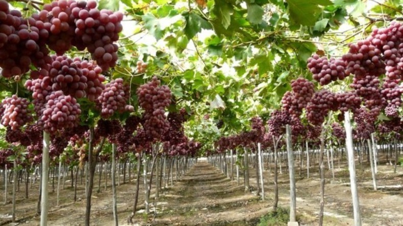 Uva de mesa