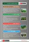 Vista preliminar de documento Seguro Agropecuario.pdf