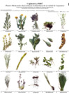 Vista preliminar de documento peru_plantas_medicinales_de_cajamarca