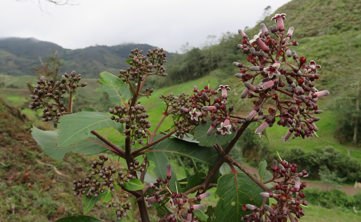 Peru noticias