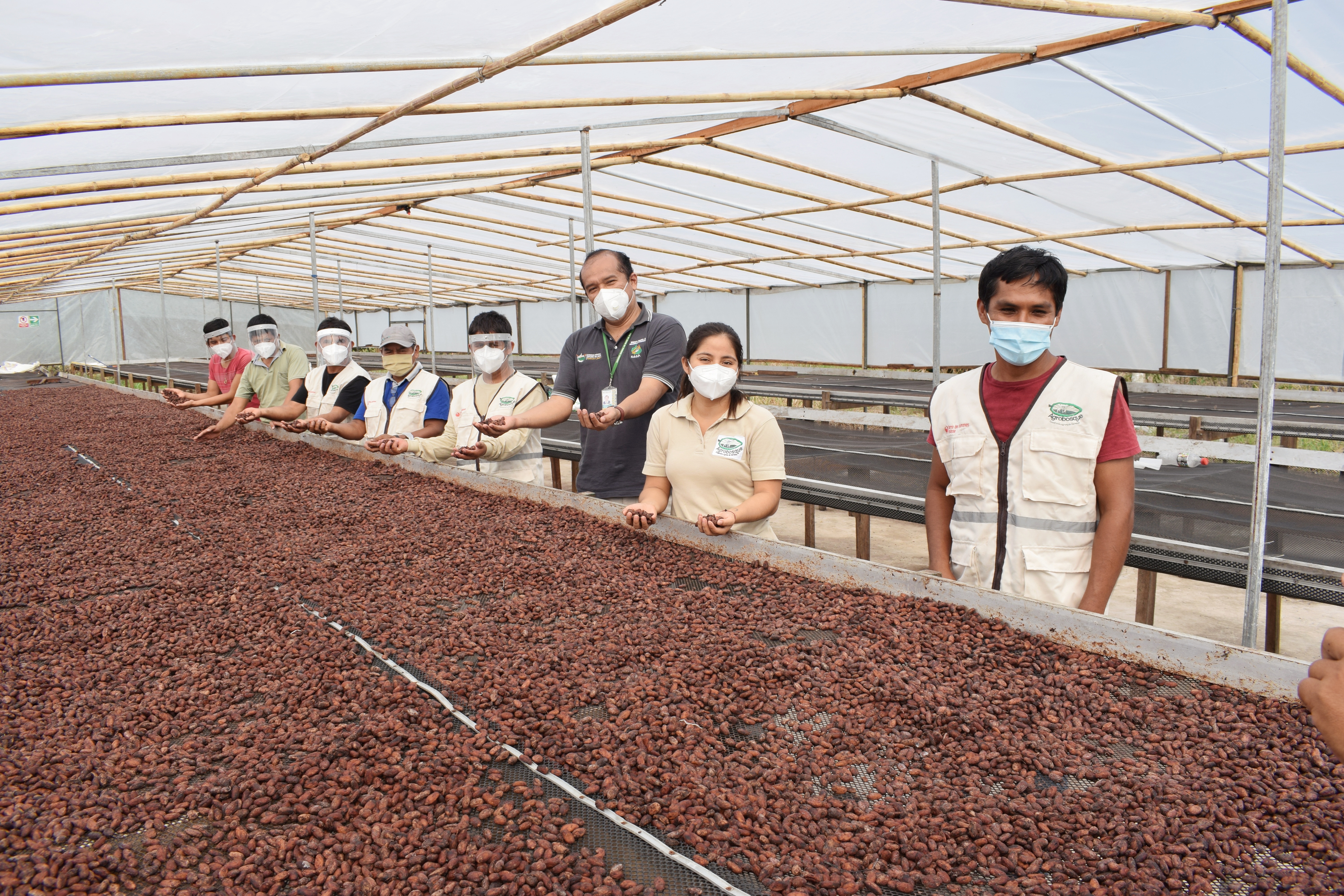 cacao en Madre de Dios