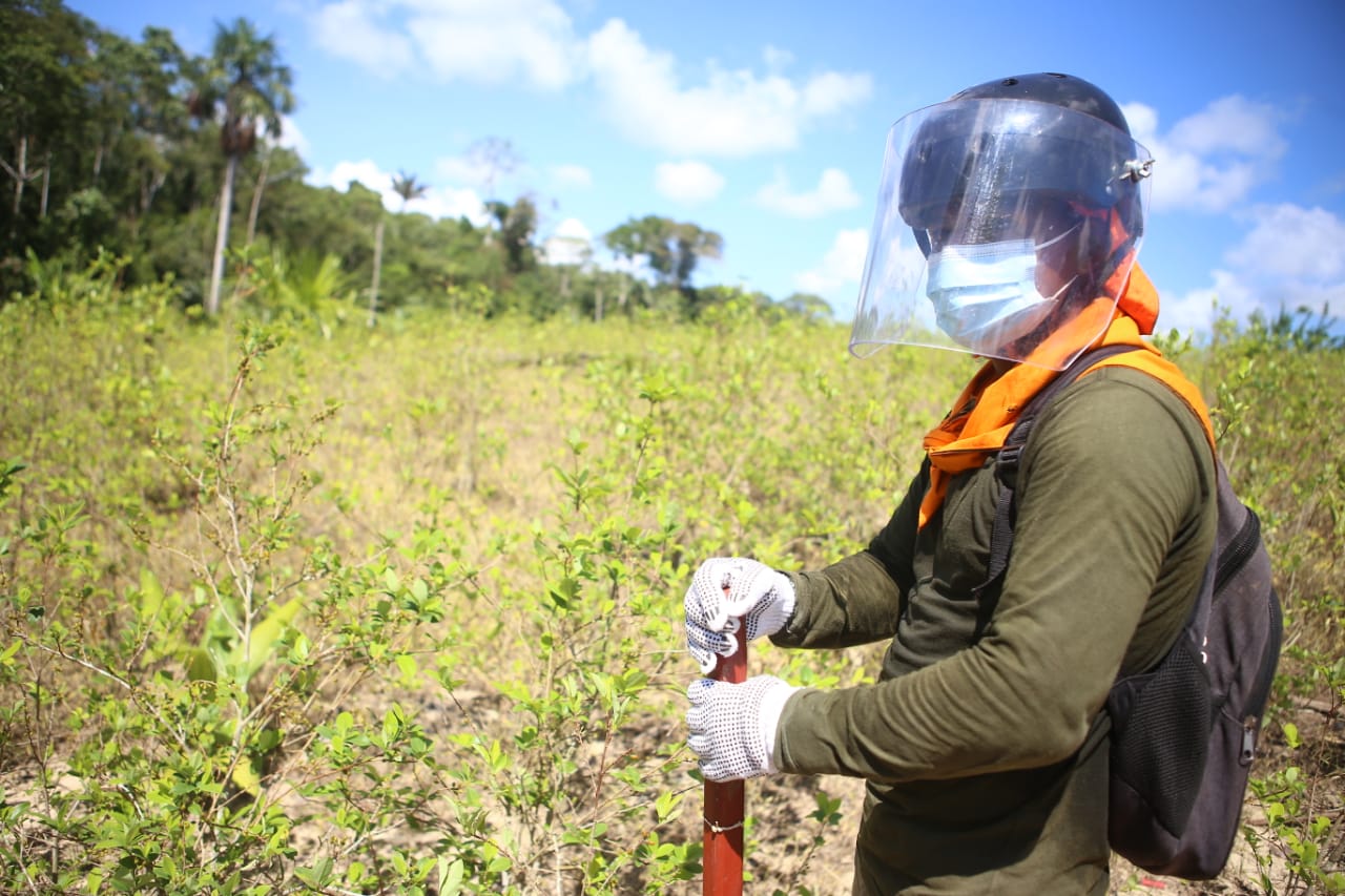 Perú reinicia operaciones de erradicación de cultivos de hoja de coca.