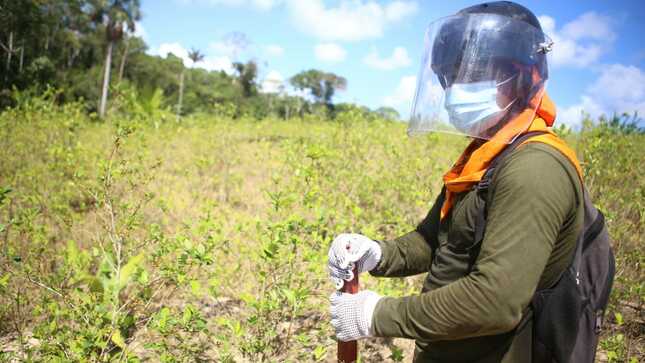 Perú reinicia operaciones de erradicación de cultivos de hoja de coca.