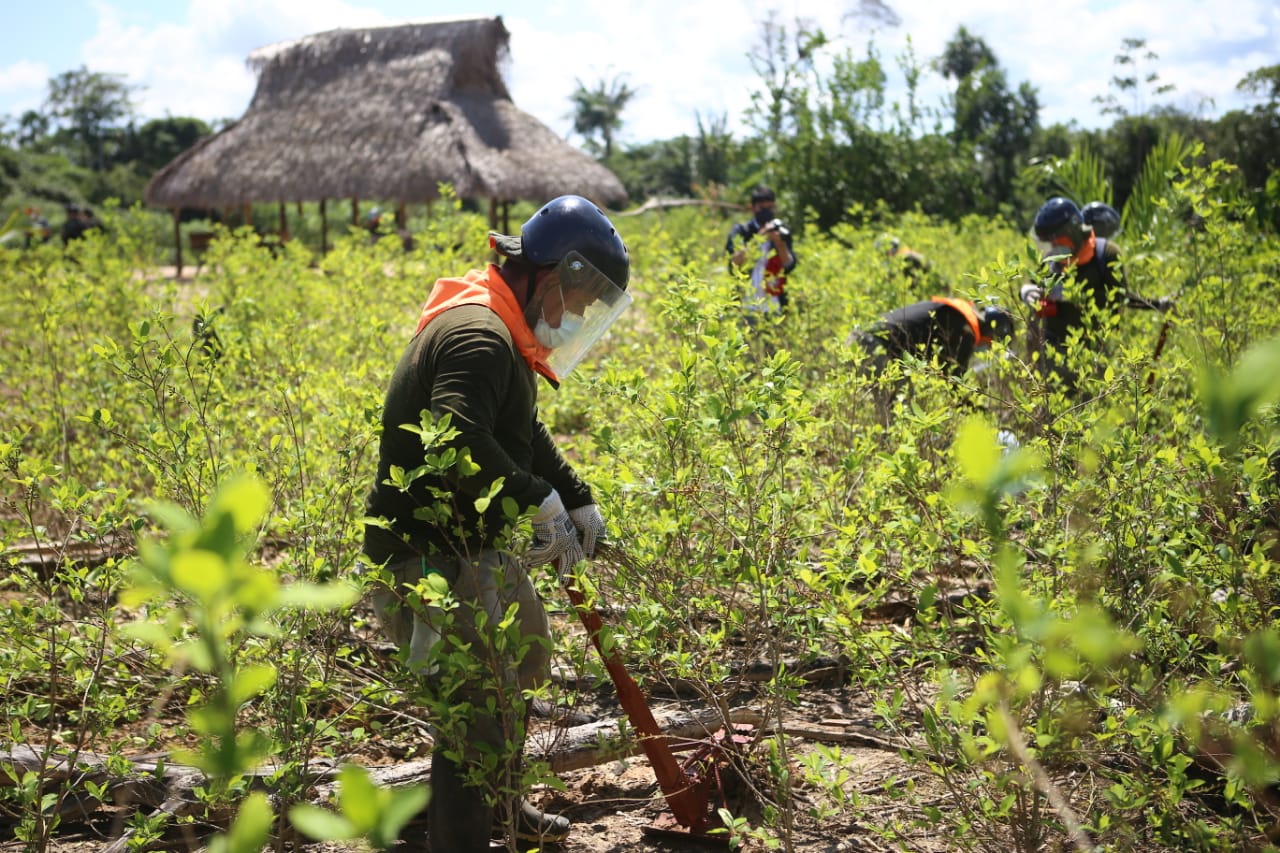 Perú reinicia operaciones de erradicación de cultivos de hoja de coca.