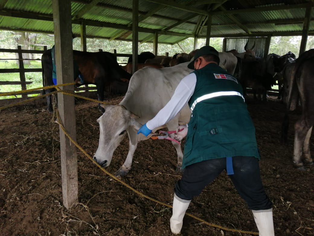 Senasa atienda a la agricultura familiar de Loreto
