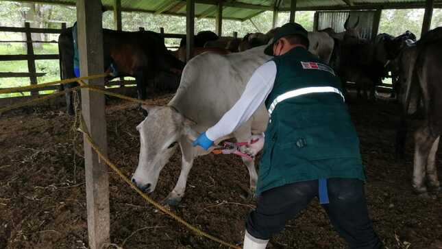 Senasa atienda a la agricultura familiar de Loreto