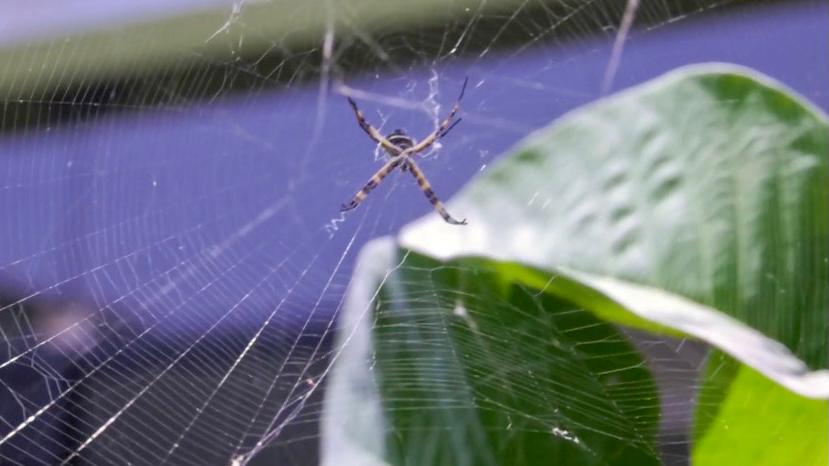 Minsa: Se incrementa riesgo de mordedura de araña casera por cambio de estación