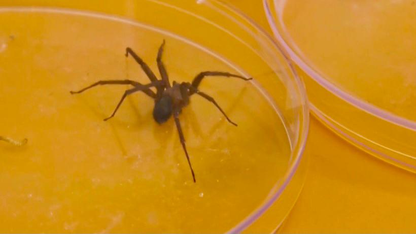 Minsa: Se incrementa riesgo de mordedura de araña casera por cambio de estación