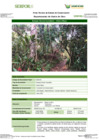 Vista preliminar de documento FT-MDD-05_Bosque_Aluvial_Inundable_Amaru_MayoFFFF