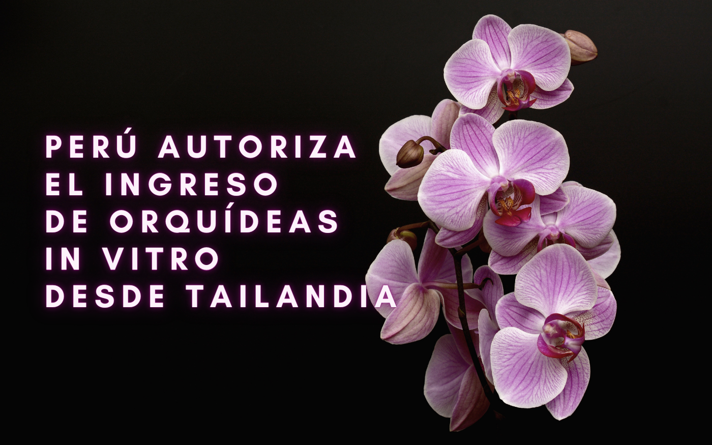 Imagen de orquídeas