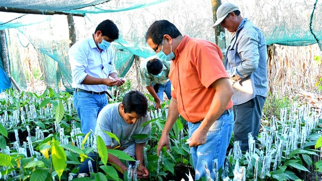 El Proyecto cacao forma parte de la reactivación económica.