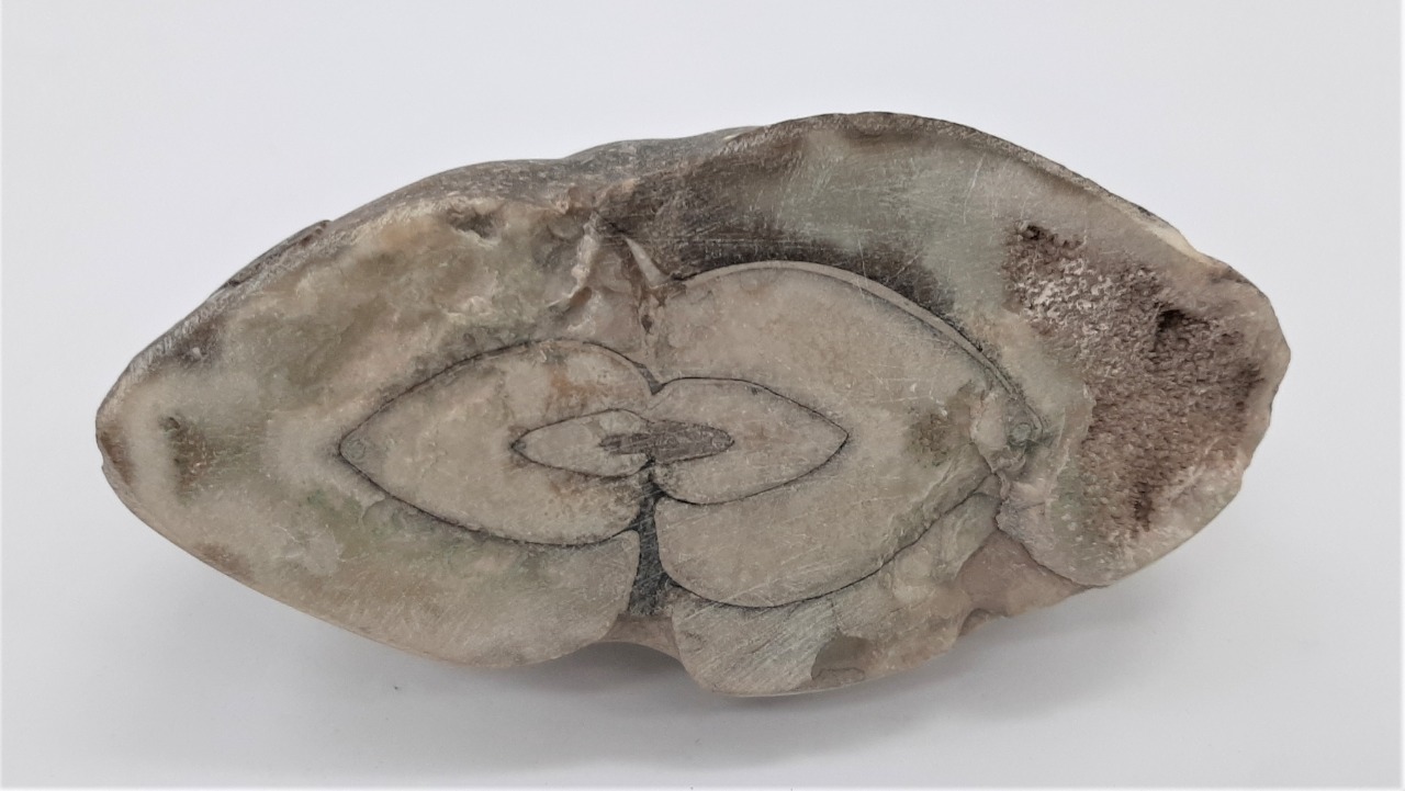 Trece bienes muebles paleontológicos son declarados Patrimonio Cultural