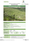 Vista preliminar de documento FT-HCO-02_Bosque_Altimontano_de_Yunga_-_Monte_Potrero